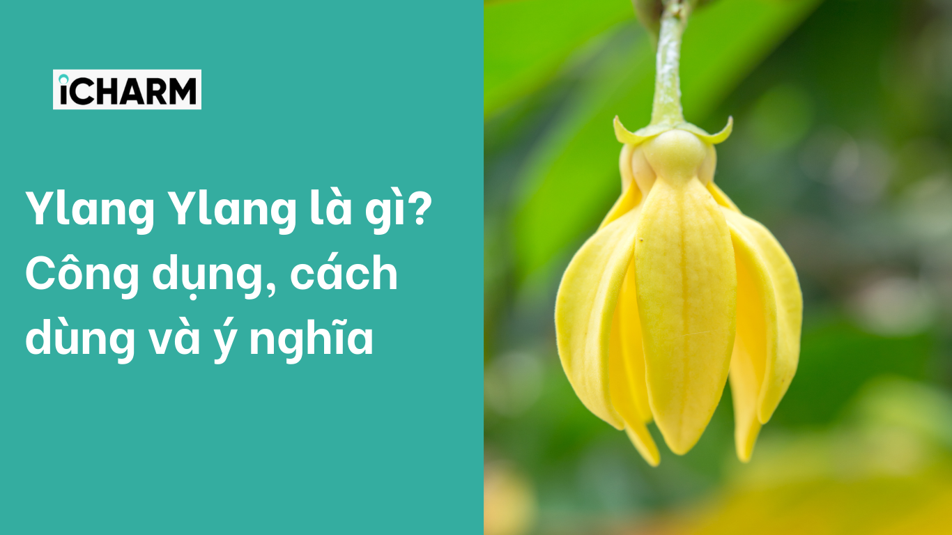 Ylang Ylang là gì? 6+ Tác dụng của tinh dầu Ngọc lan tây iCHARM