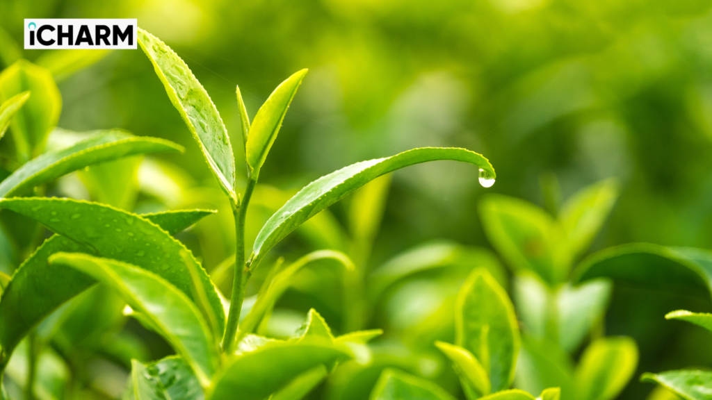 green tea images