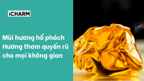 mùi hương hổ phách
