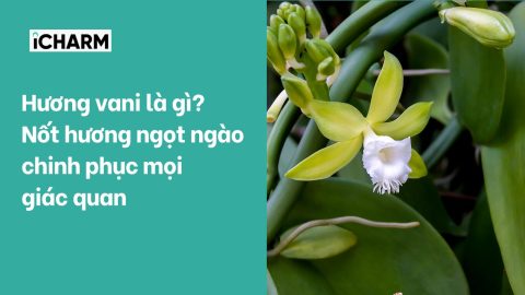 Hương vani là gì? Nốt hương ngọt ngào chinh phục mọi giác quan