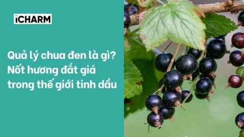 Quả lý chua đen là gì? Nốt hương đắt giá trong thế giới tinh dầu