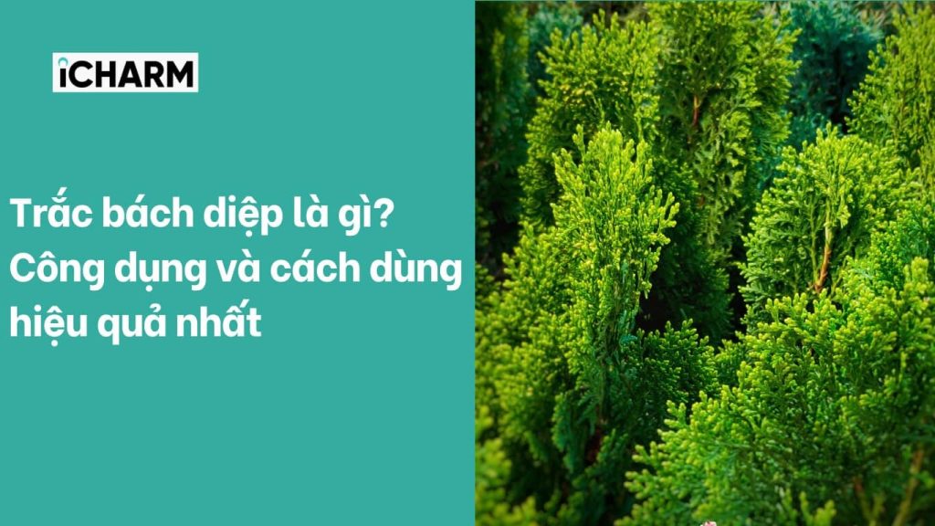 Trắc bách diệp là gì? Công dụng và cách dùng hiệu quả nhất
