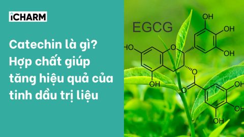 Catechin là gì? Hợp chất giúp tăng hiệu quả của tinh dầu trị liệu