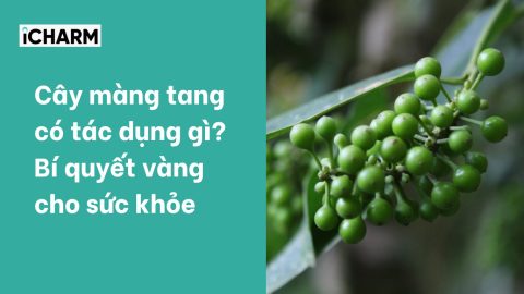 Cây màng tang có tác dụng gì? Bí quyết vàng cho sức khỏe