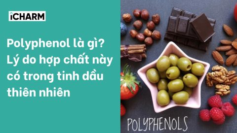 Polyphenol là gì? Lý do hợp chất này có trong tinh dầu thiên nhiên