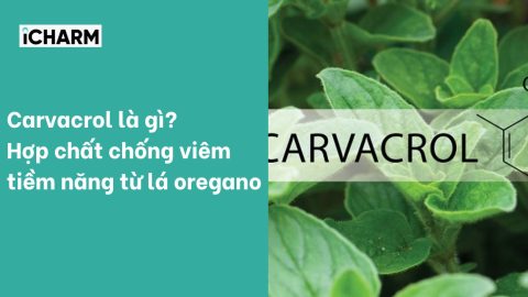 Carvacrol là gì? Hợp chất chống viêm tiềm năng từ lá oregano