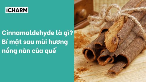 Cinnamaldehyde là gì? Bí mật sau mùi hương nồng nàn của quế
