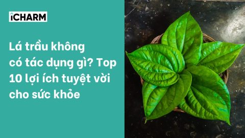 Lá trầu không có tác dụng gì? Top 10 lợi ích tuyệt vời cho sức khỏe