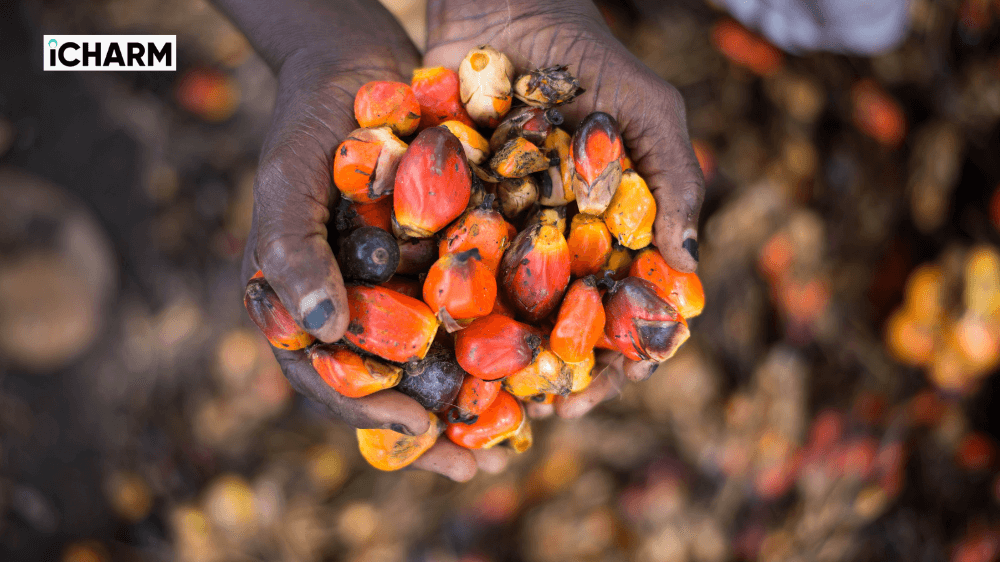 Palm Kernel Oil