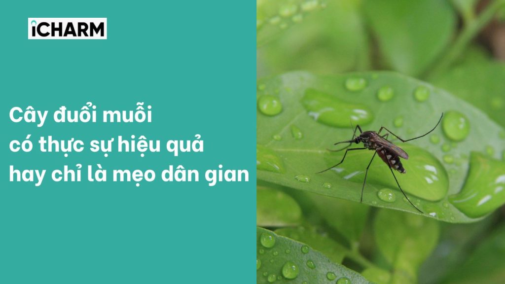 Cây đuổi muỗi có thực sự hiệu quả hay chỉ là mẹo dân gian