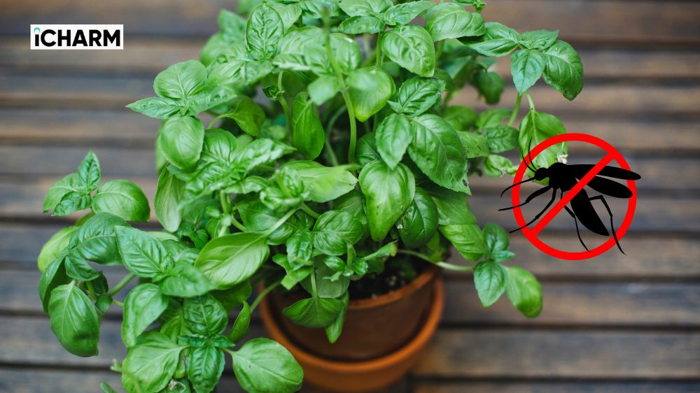 Cây đuổi muỗi là cây gì?