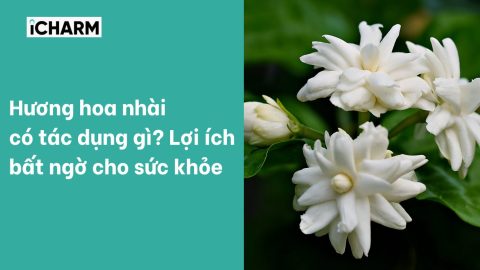 Hương hoa nhài có tác dụng gì? Lợi ích bất ngờ cho sức khỏe