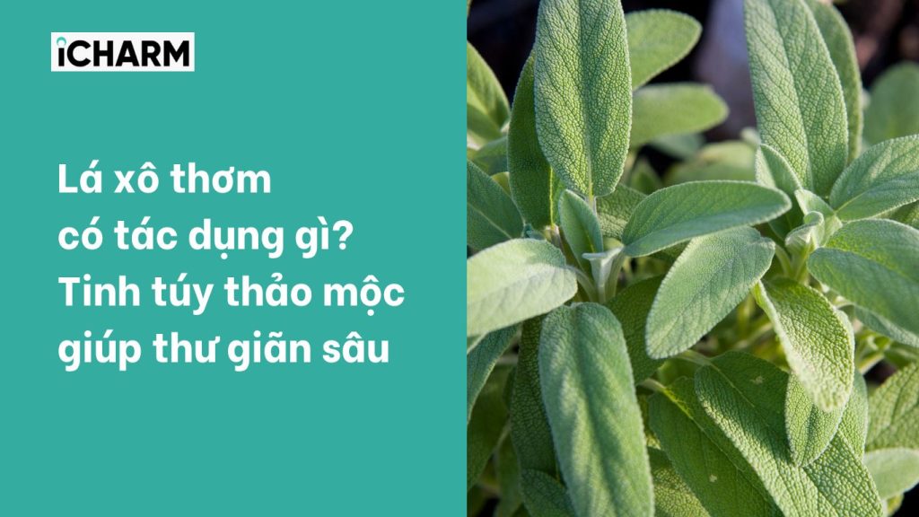Lá xô thơm có tác dụng gì? Tinh túy thảo mộc giúp thư giãn sâu
