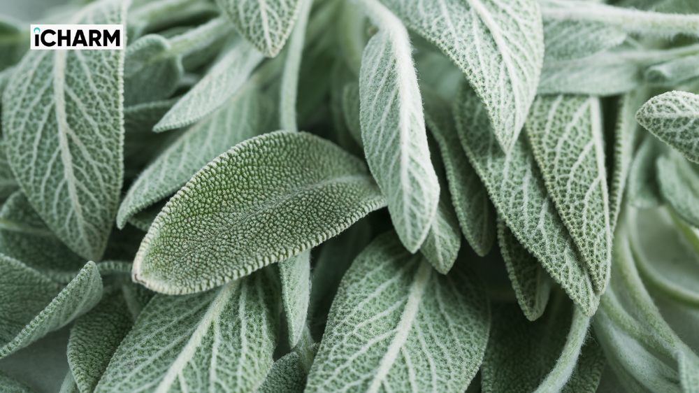 Lá xô thơm là lá gì?