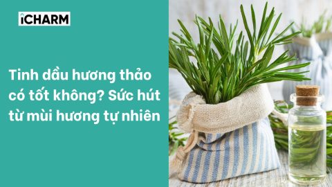 Tinh dầu hương thảo có tốt không? Sức hút từ mùi hương tự nhiên