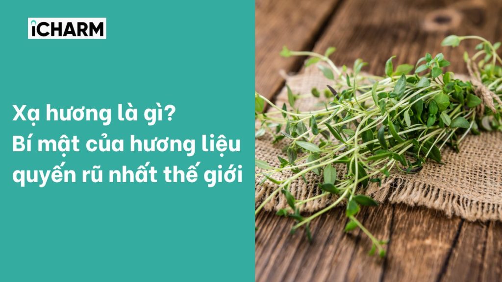 Xạ hương là gì? Bí mật của hương liệu quyến rũ nhất thế giới