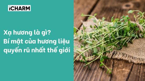 Xạ hương là gì? Bí mật của hương liệu quyến rũ nhất thế giới