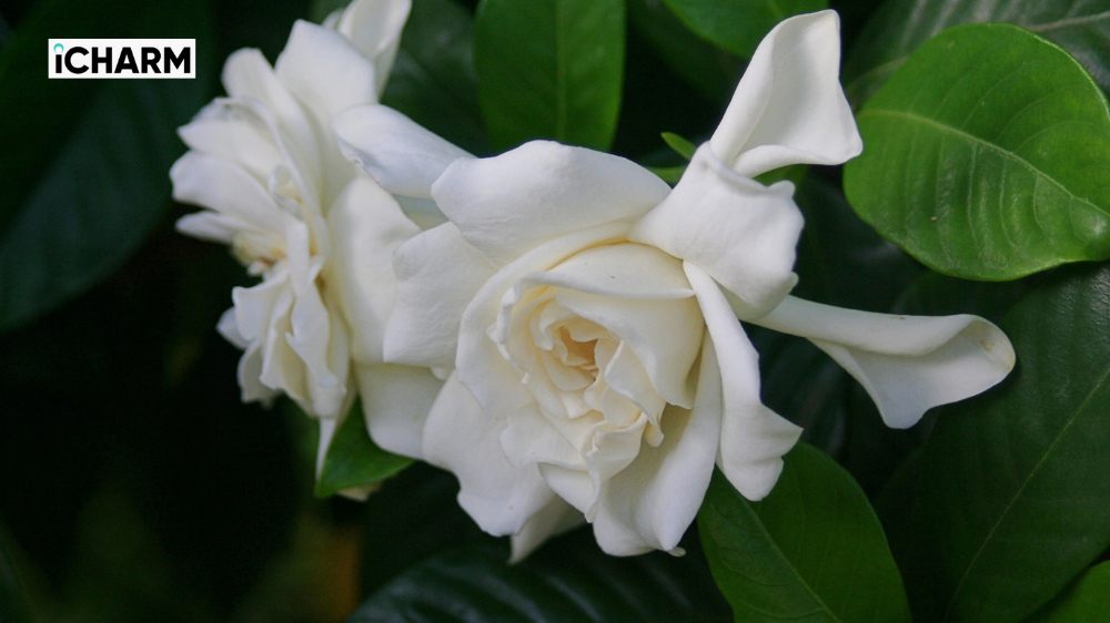 Ý nghĩa của hoa dành dành