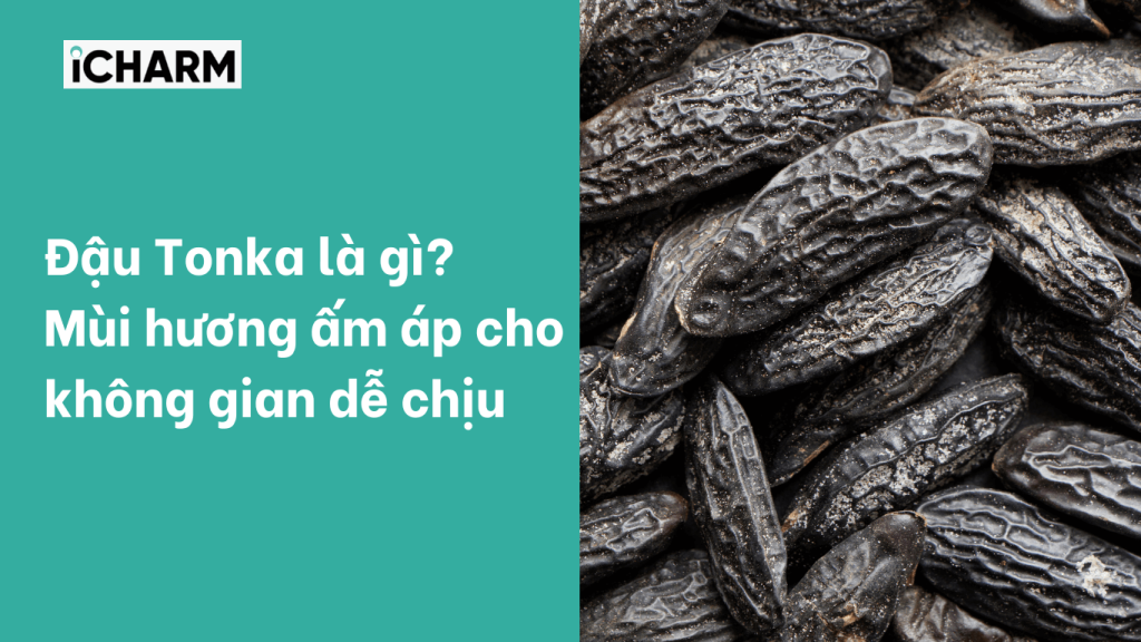 Đậu Tonka là gì?