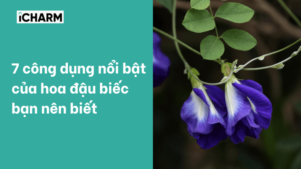 7 công dụng nổi bật của hoa đậu biếc bạn nên biết