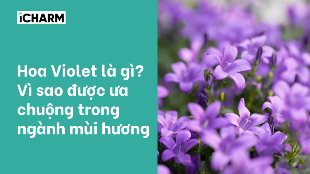 Hoa Violet là gì? Vì sao được ưa chuộng trong ngành mùi hương