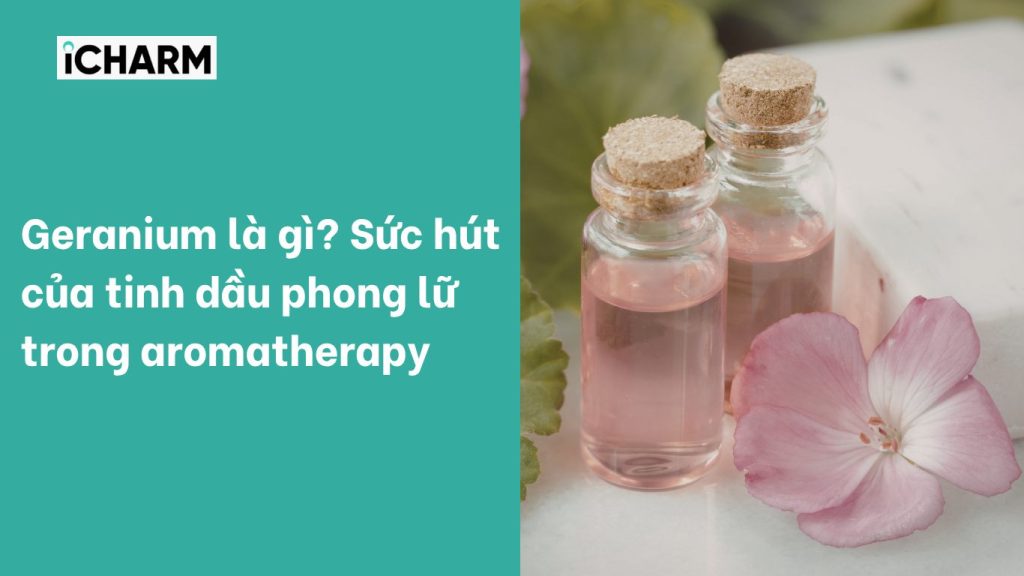 Geranium là gì? Sức hút của tinh dầu phong lữ trong aromatherapy