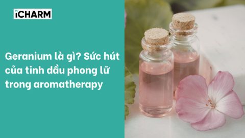 Geranium là gì? Sức hút của tinh dầu phong lữ trong aromatherapy