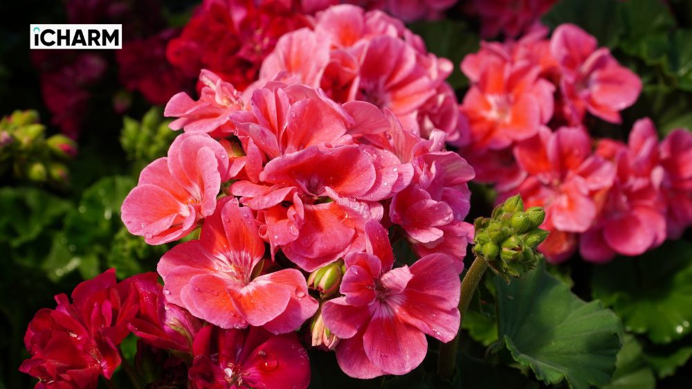 Geranium là gì?