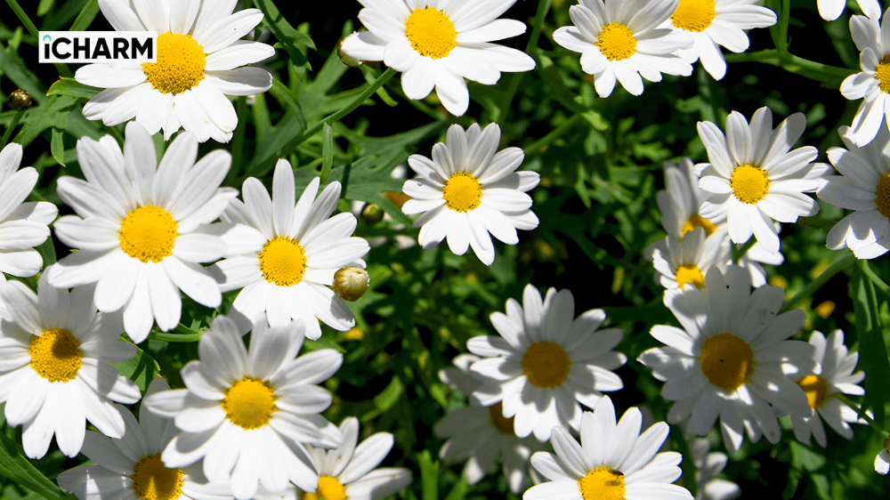 Đặc điểm mùi hương hoa cúc La Mã