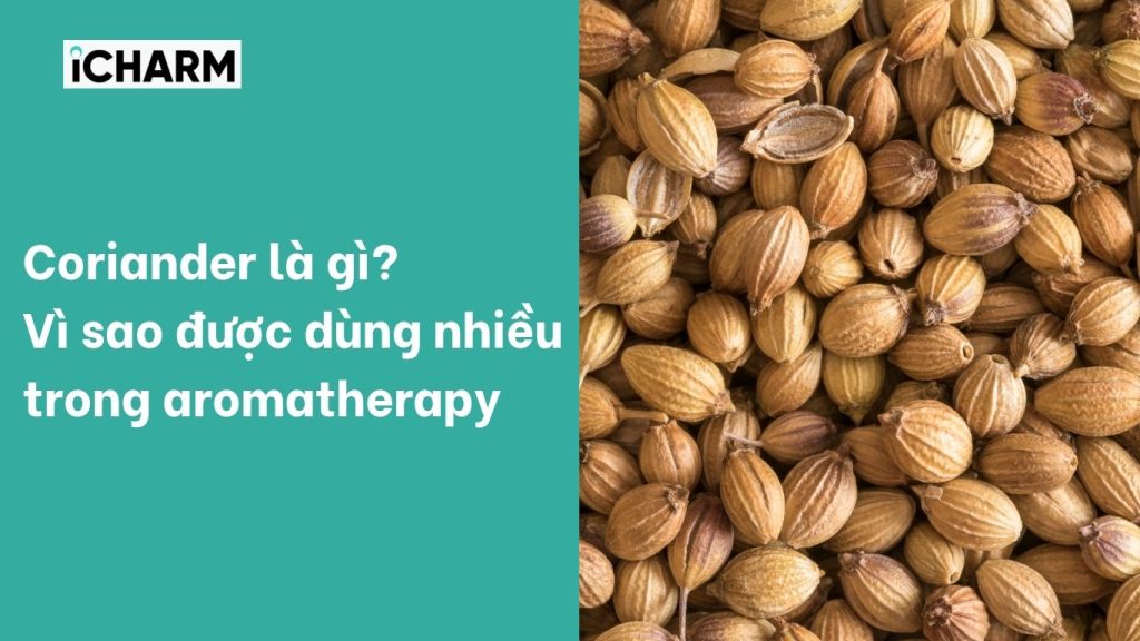 Coriander là gì?
