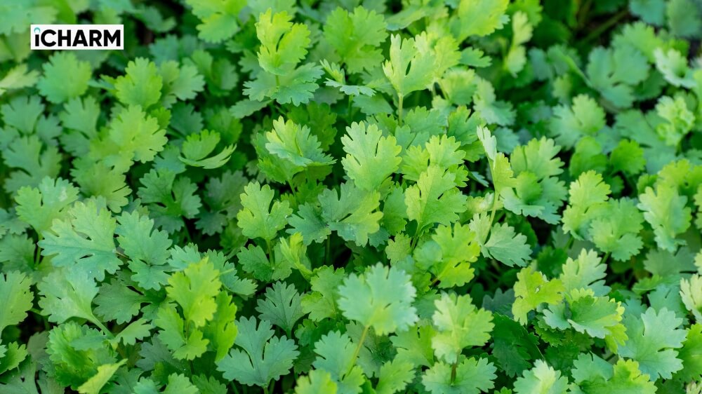 Mùi hương của coriander