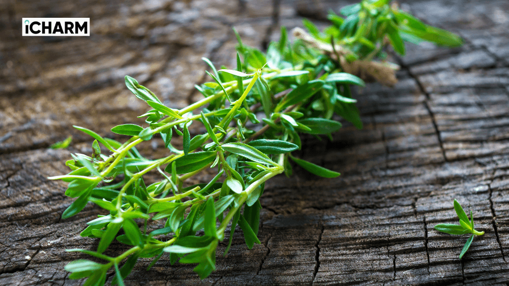 Thyme (Cỏ xạ hương)