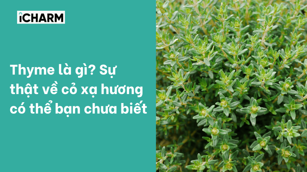 Thyme là gì?