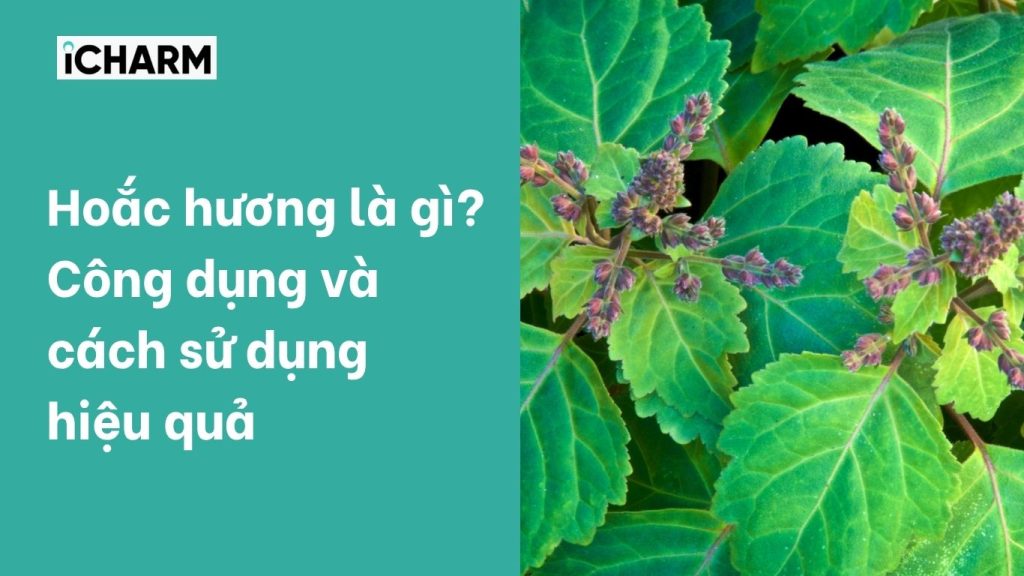 Hoắc hương là gì?
