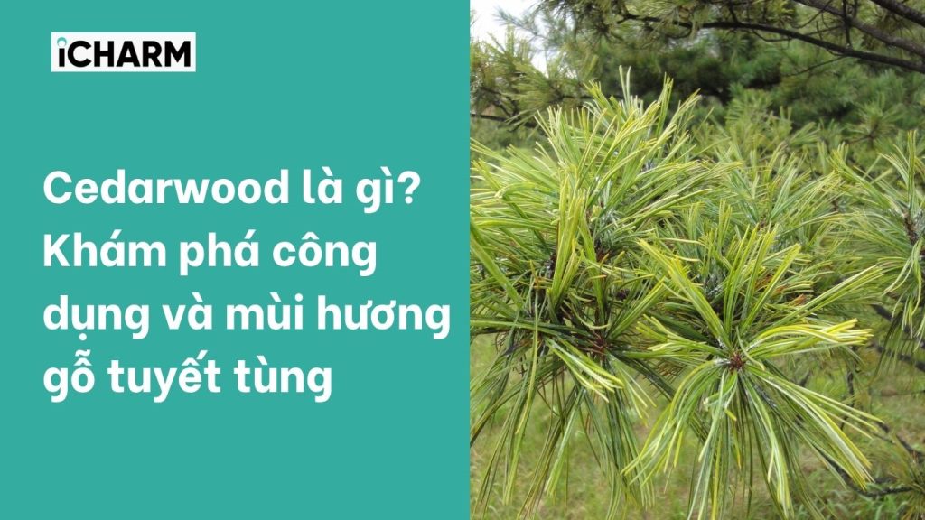 Cedarwood là gì?