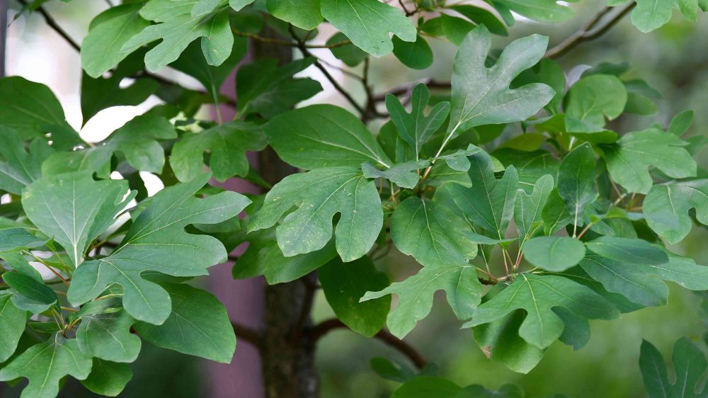 Hình ảnh cây xá xị